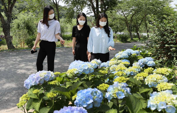 보은산 수국사진