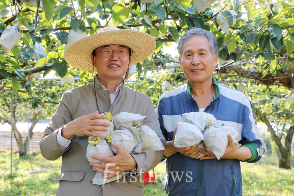윤병태 나주시장, 왕곡면 최성석 나주 배 농가 수확 현장