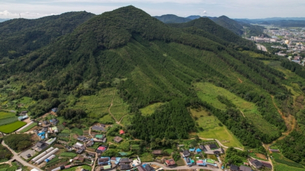 제봉산 편백조림