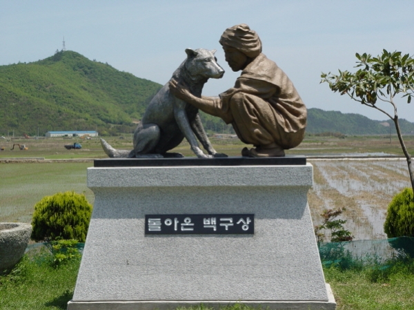진도개 복원사업