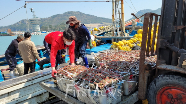 진도 서망항, ‘알 꽉차고 맛이 일품’ 봄꽃게 위판 ‘한창