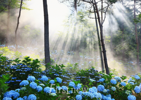 현산면 포레스트 수국