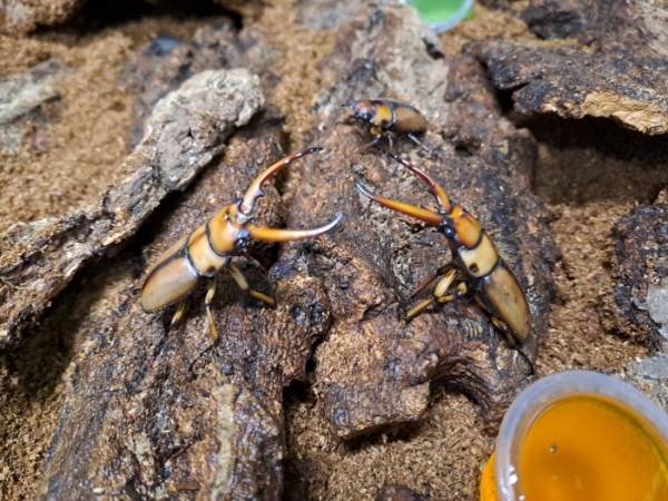 두점박이사슴벌레(사진=충남농기원)