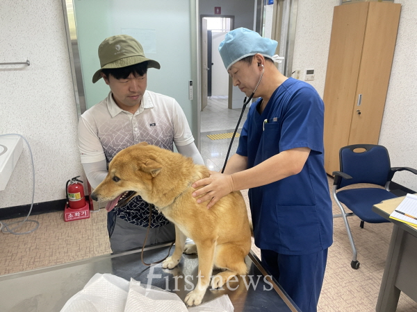 진도군, 진도개 전문 수의사 진료 시작