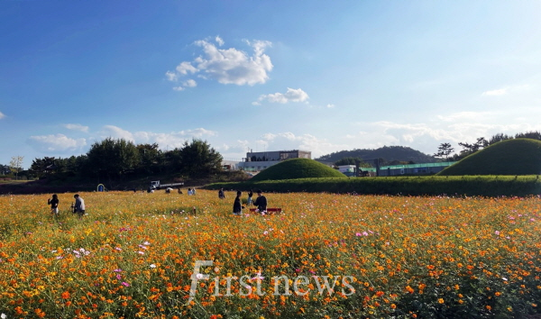 나주 반남 고분군 일대  2만평 규모 코스모스 꽃밭