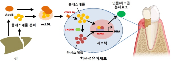 전남대 류제황 교수팀 (사진3_논문 그래픽)