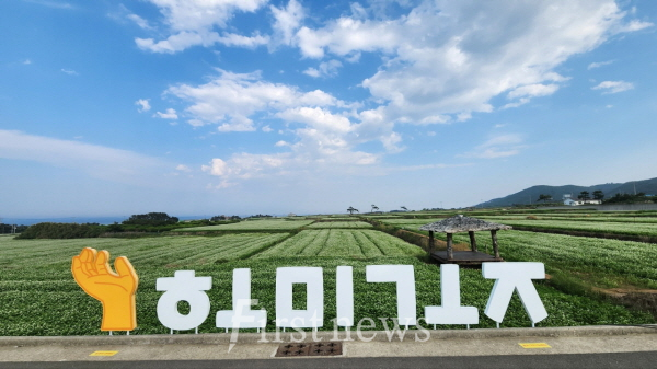 포항 호미곶에 순백의 메밀꽃 활짝! 바다와 어우러져