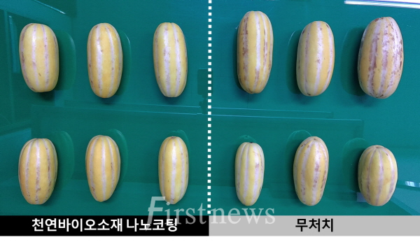 전남대 유성현 교수팀, 참외 부패 늦추는 기술 시연