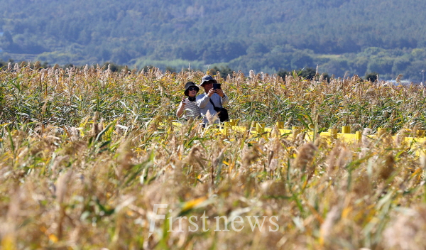 제9회 강진만 춤추는 갈대축제가 전남 강진군 강진만 생태공원 일원에서 열리고 있는 가운데 평일인 28일에도 축제장을 찾은 많은 관광객들이 갈대숲의 낭만에 빠져 사진 촬영이 한창이다.