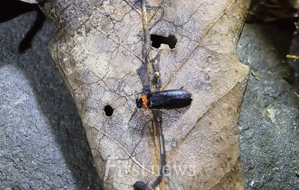 지난해 5월 성남시 야탑동 맹산 반딧불이생태원에서 발견해 촬영