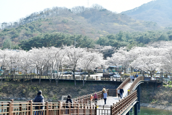 담양호·추월산 적신 분홍빛 봄물결