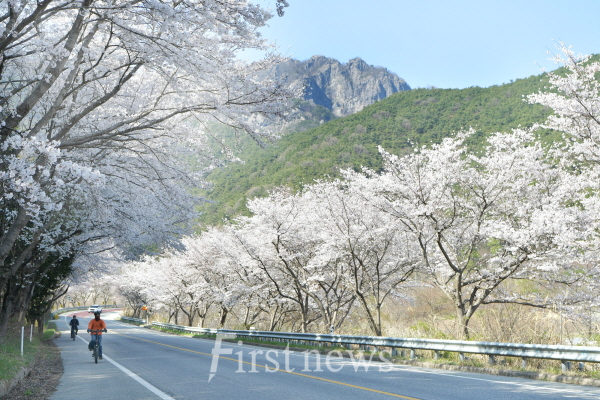 담양호·추월산 적신 분홍빛 봄물결